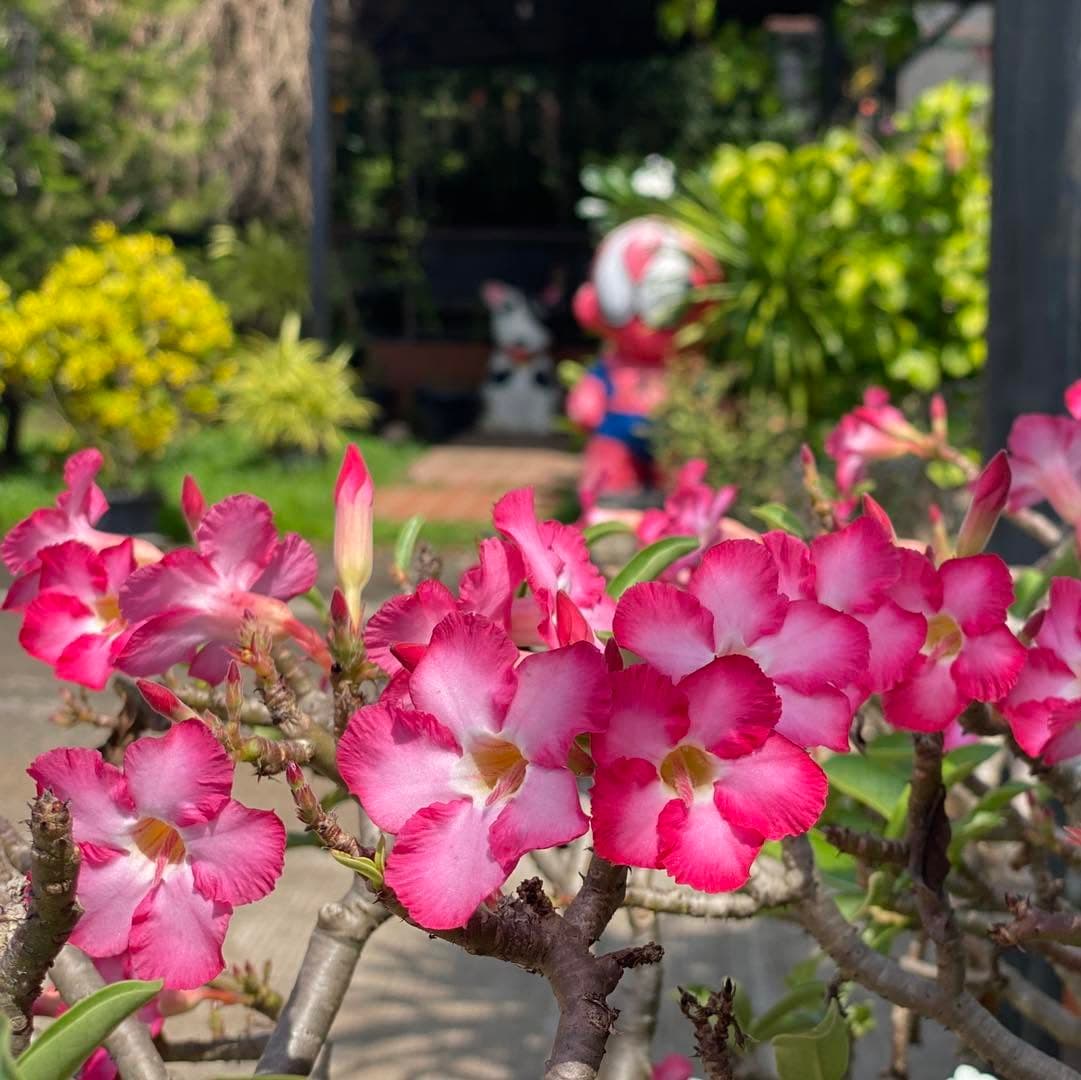 ดอกชวนชมบานในสวนหน้าที่พัก