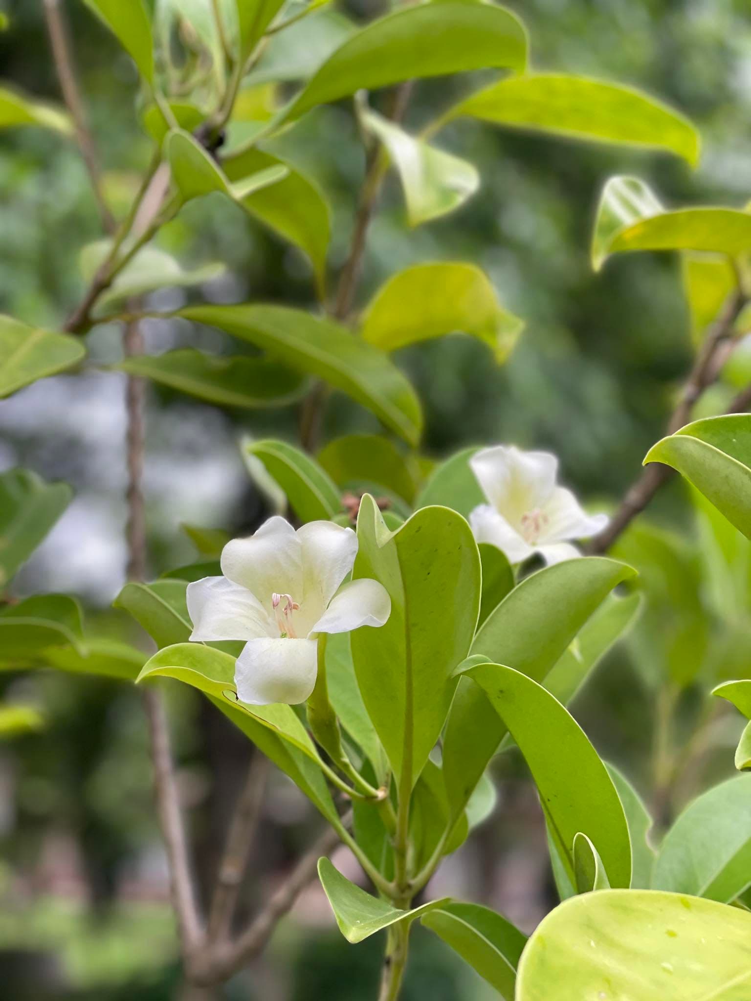 ดอกไม้สีขาวในสวนของที่พัก